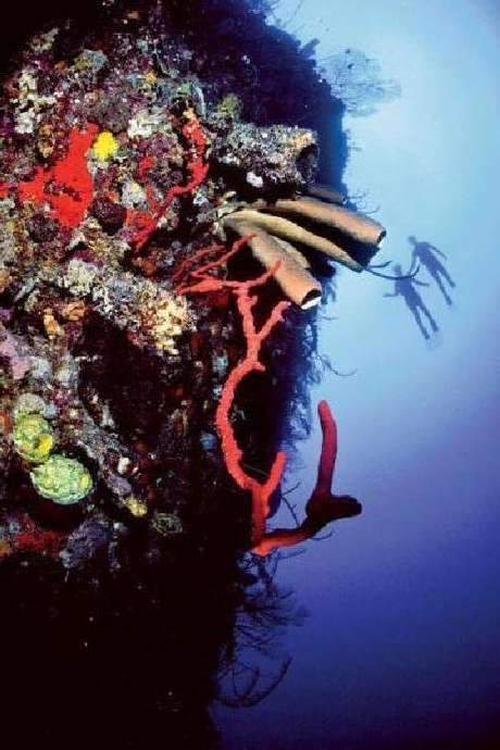 A group of divers, including scientists and photographers, journey to Little Cayman Island in the Caribbean Sea to explore Bloody Bay Wall, the top of a dramatic five thousand foot underwater cliff. Their expedition examines questions of human biology and the health of coral reef ecosystems, while capturing the stunning visual beauty of this marine park. Through their collaborative efforts, the documentary reveals the significant value of rich marine life and its importance for the future.